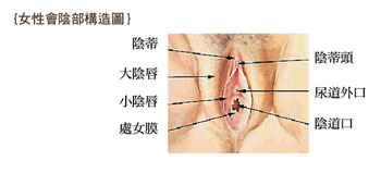 为什么要做女性私密处整形？会阴部主要有大阴唇小阴唇阴道口组成