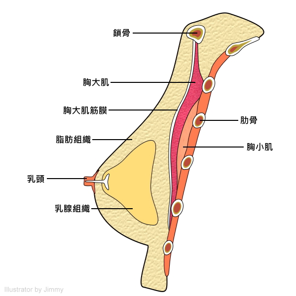 果冻矽胶隆胸手术时间多久？丰胸后多久要拆线？恢复期？