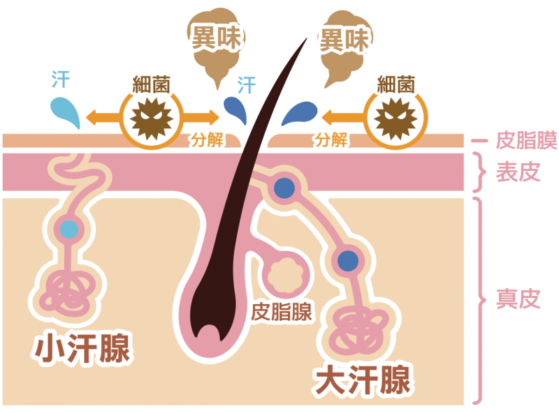 传统狐臭治疗手术有哪些风险？威塑除狐臭术后注意事项有哪些？