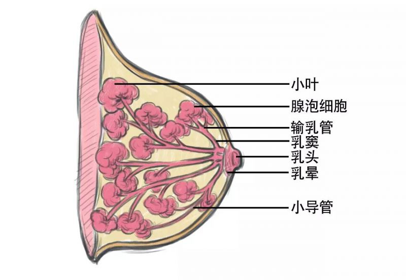 多次重做丰胸却又反覆发生荚膜孪缩怎么办？