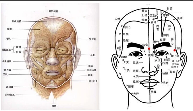 面部穴位图解，面部穴位图按摩美容技巧