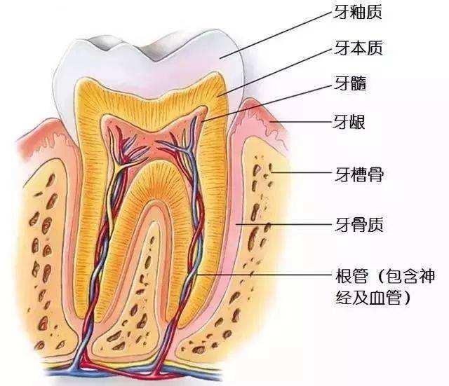 根管治疗就是抽牙神经吗？根管治疗和牙髓治疗是一回事吗？