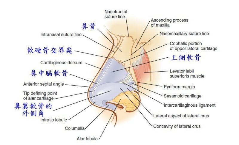 鼻整形奥秘（三）：隆鼻前医生最爱问的问题是什么?! 鼻子的主要结构是什么?