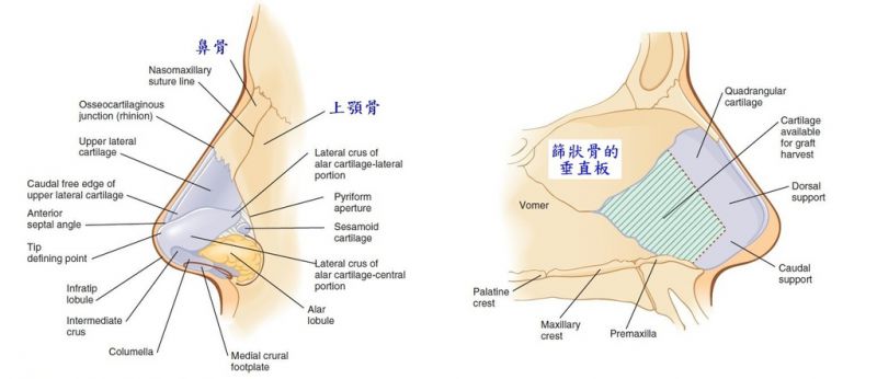 鼻整容奥秘（四）：鼻整形手术前评估重点为何? 敲鼻骨是什么意思?