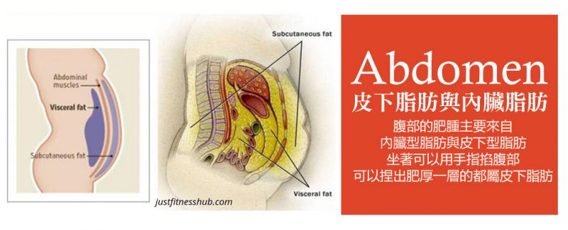 腰腹抽脂常识详解：皮下脂肪与内脏型脂肪